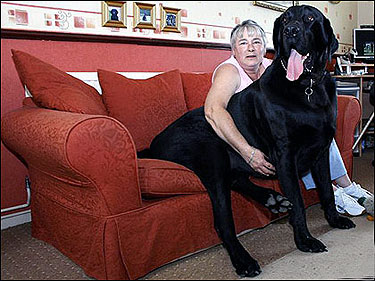 biggest dog breed