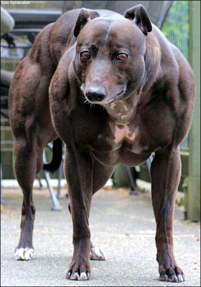 muscledog.jpg